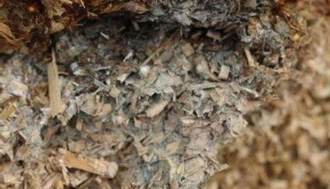 Mycotoxin occurrence in silage